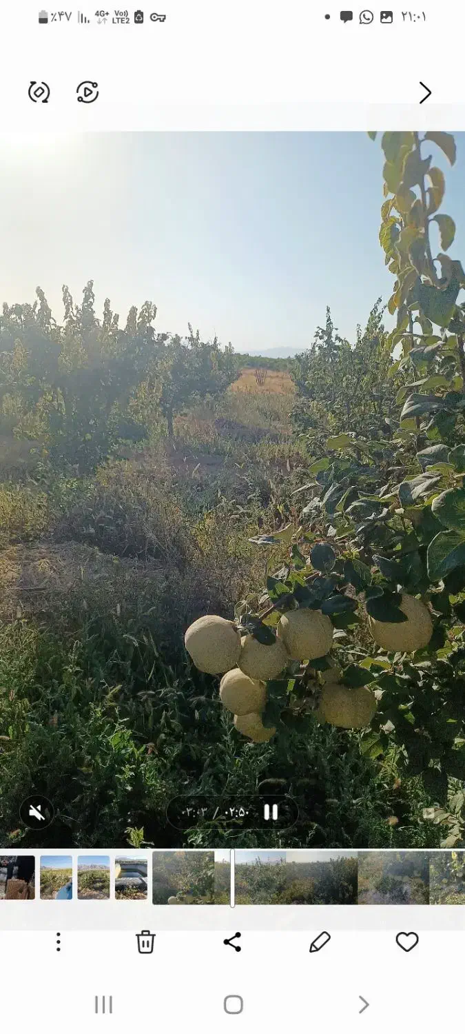 میوه به خوش عطرسردسیر|خوردنی و آشامیدنی|سرچهان, |دیوار