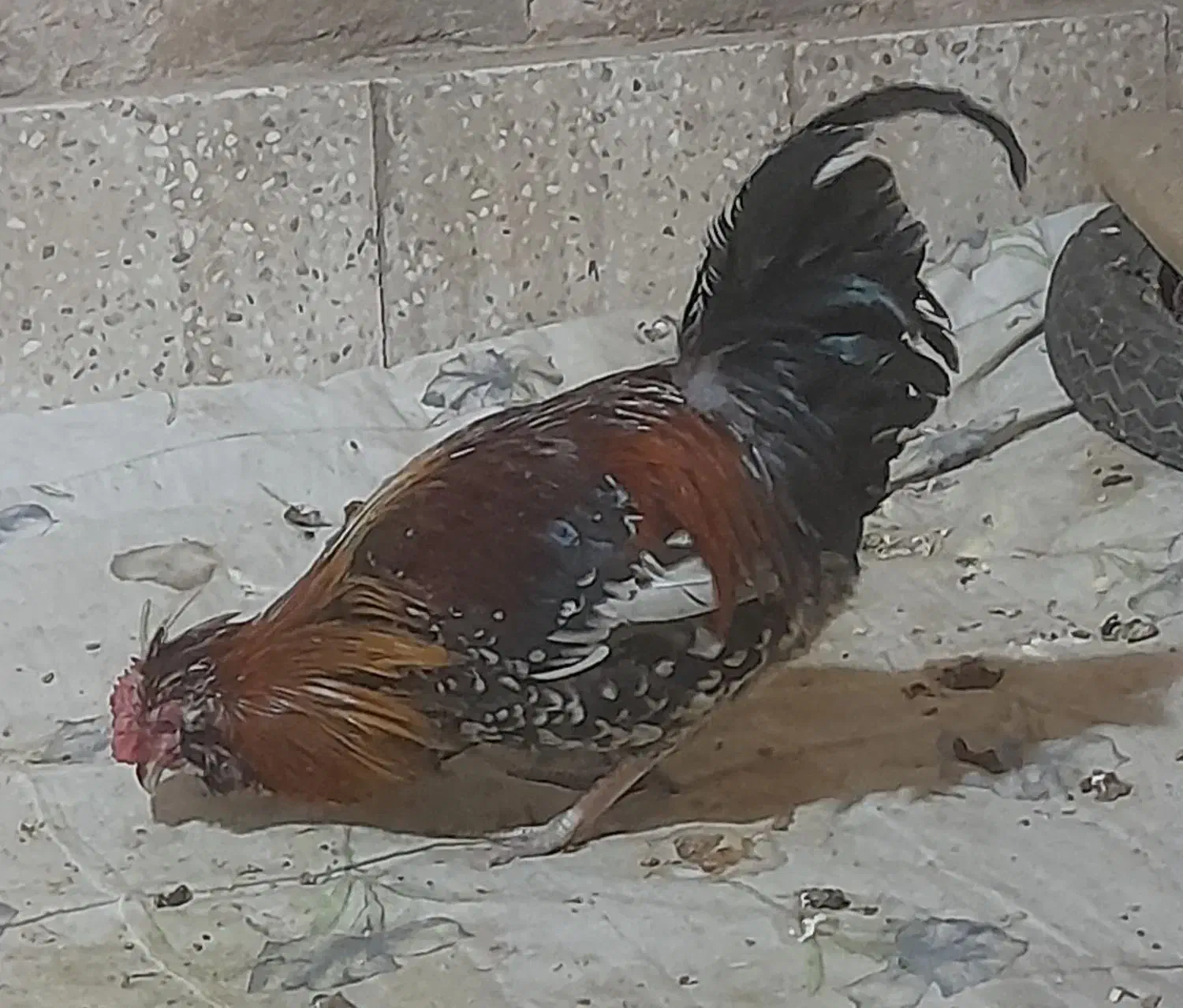 فروش مرغ وخروس|حیوانات مزرعه|بوئین و میاندشت, |دیوار