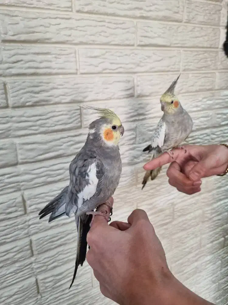 یک جفت عروس هلندی مولد|پرنده|شاهینشهر, گرگاب|دیوار