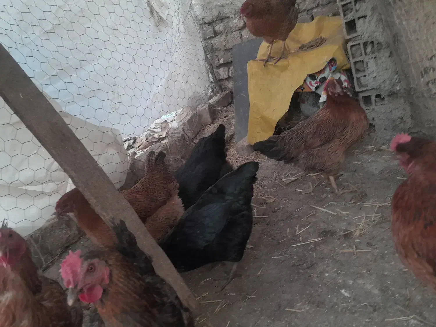 فریک سالم و درشت|حیوانات مزرعه|محمدیه-قزوین, |دیوار