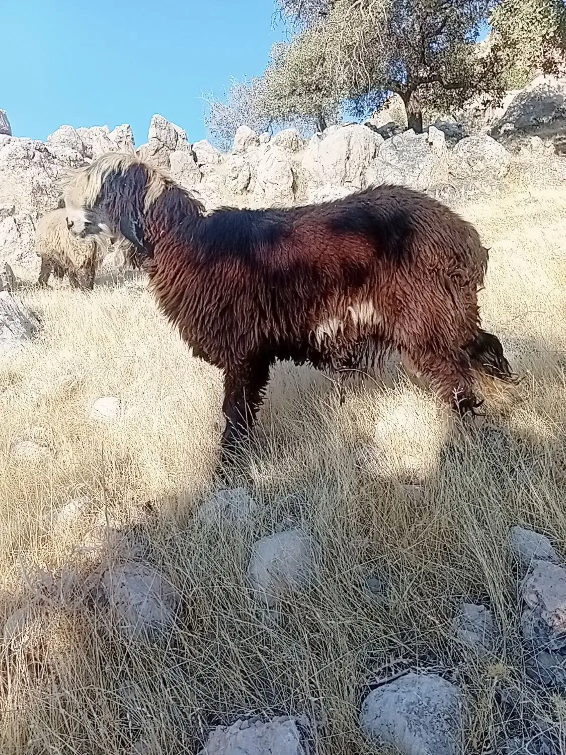 آدرس لالی|حیوانات مزرعه|لالی, |دیوار