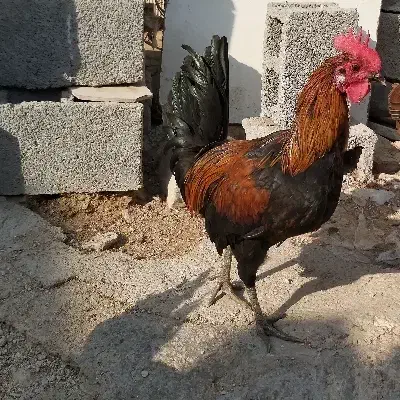 خروس محلی|حیوانات مزرعه|برازجان, |دیوار