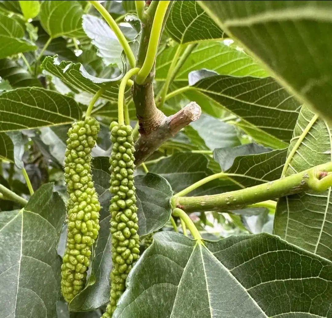 نهالستان گردو سفید|گل و گیاه طبیعی|اردستان, |دیوار