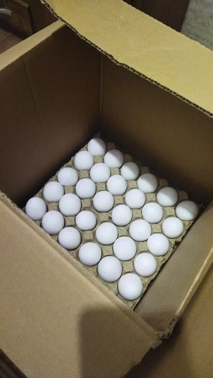 تخم مرغ|خوردنی و آشامیدنی|مرودشت, ابوذر شمالی‎|دیوار