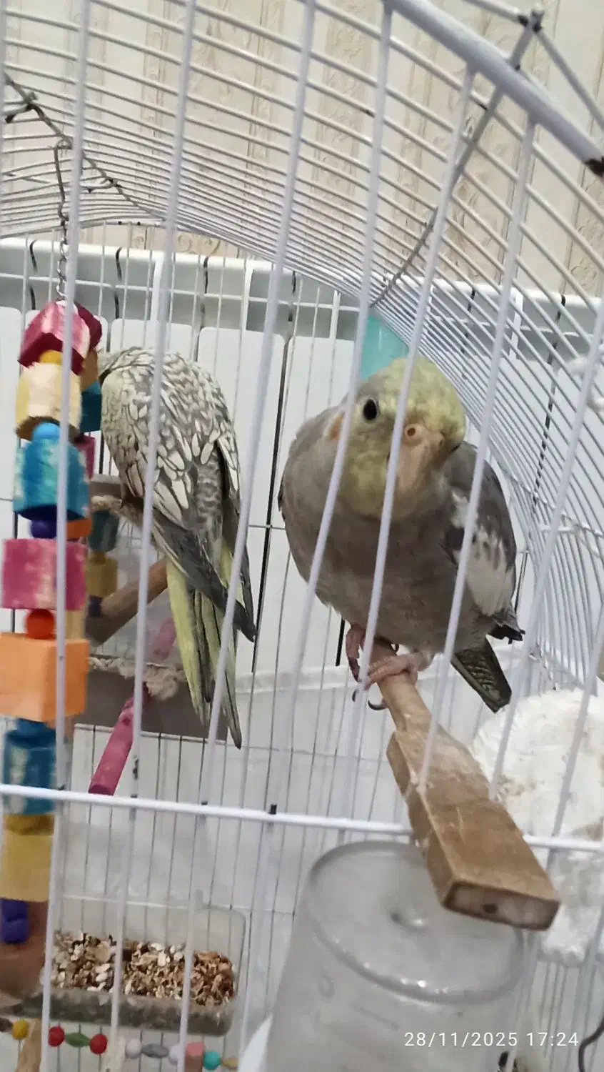 عروس هلندی بالغ یک جفت همراه  با یک جفت  جوجه|پرنده|سرشیو, |دیوار