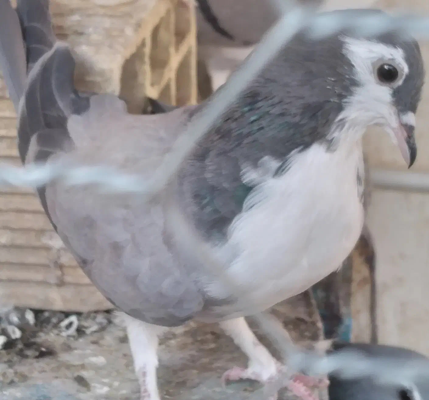 کبوتر|پرنده|اصفهان, زهران|دیوار