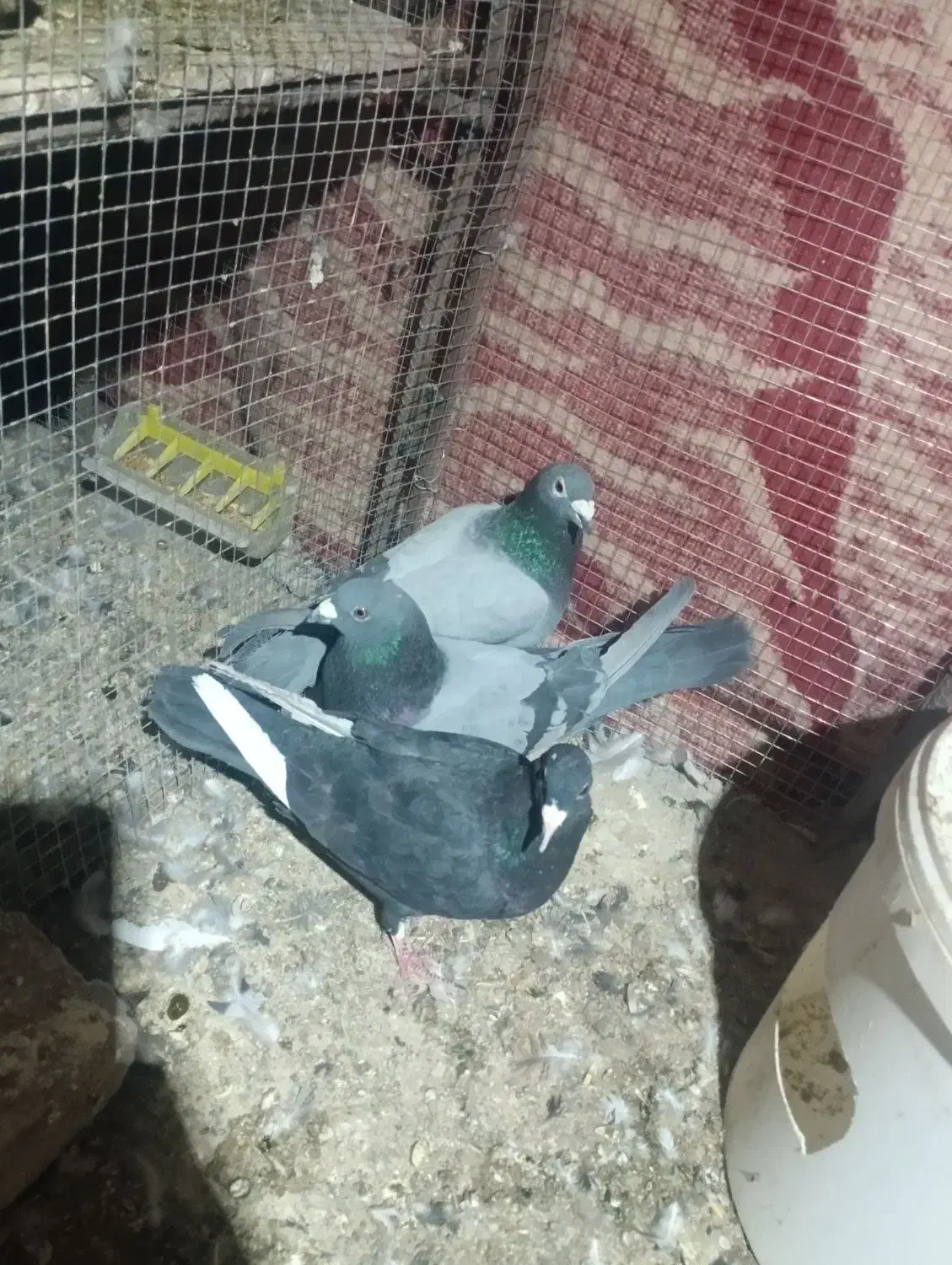 کفتر|پرنده|بم, |دیوار