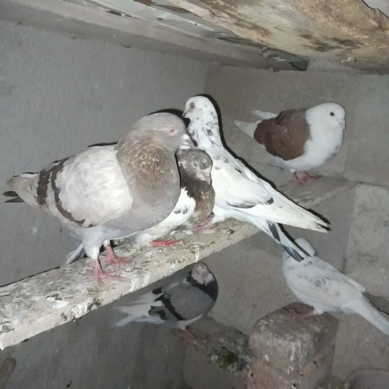 درتماس باشین فوری فوری|پرنده|آق قلا, |دیوار