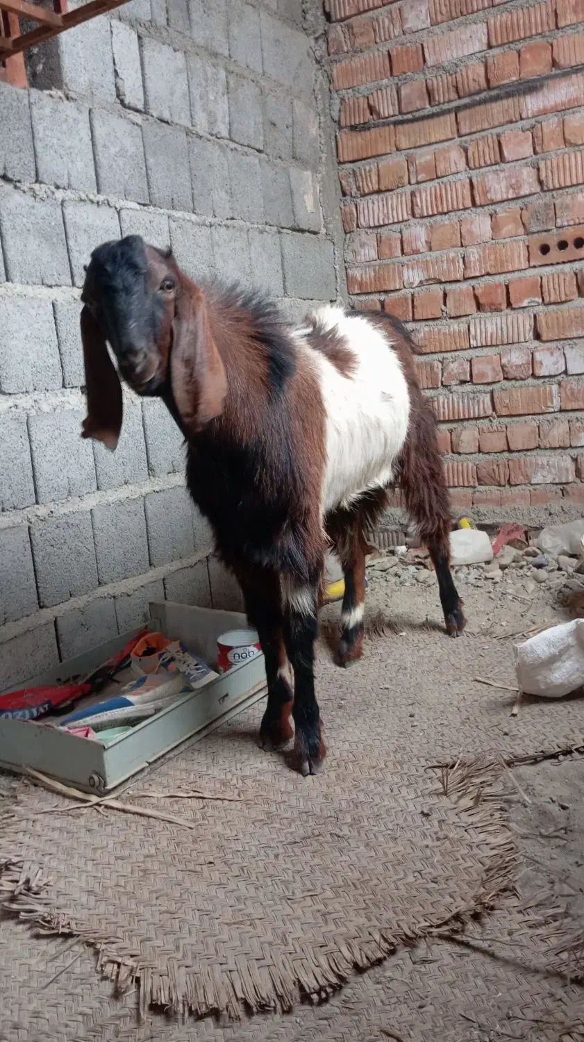 چند عدد گوسفند|حیوانات مزرعه|ایرانشهر, |دیوار