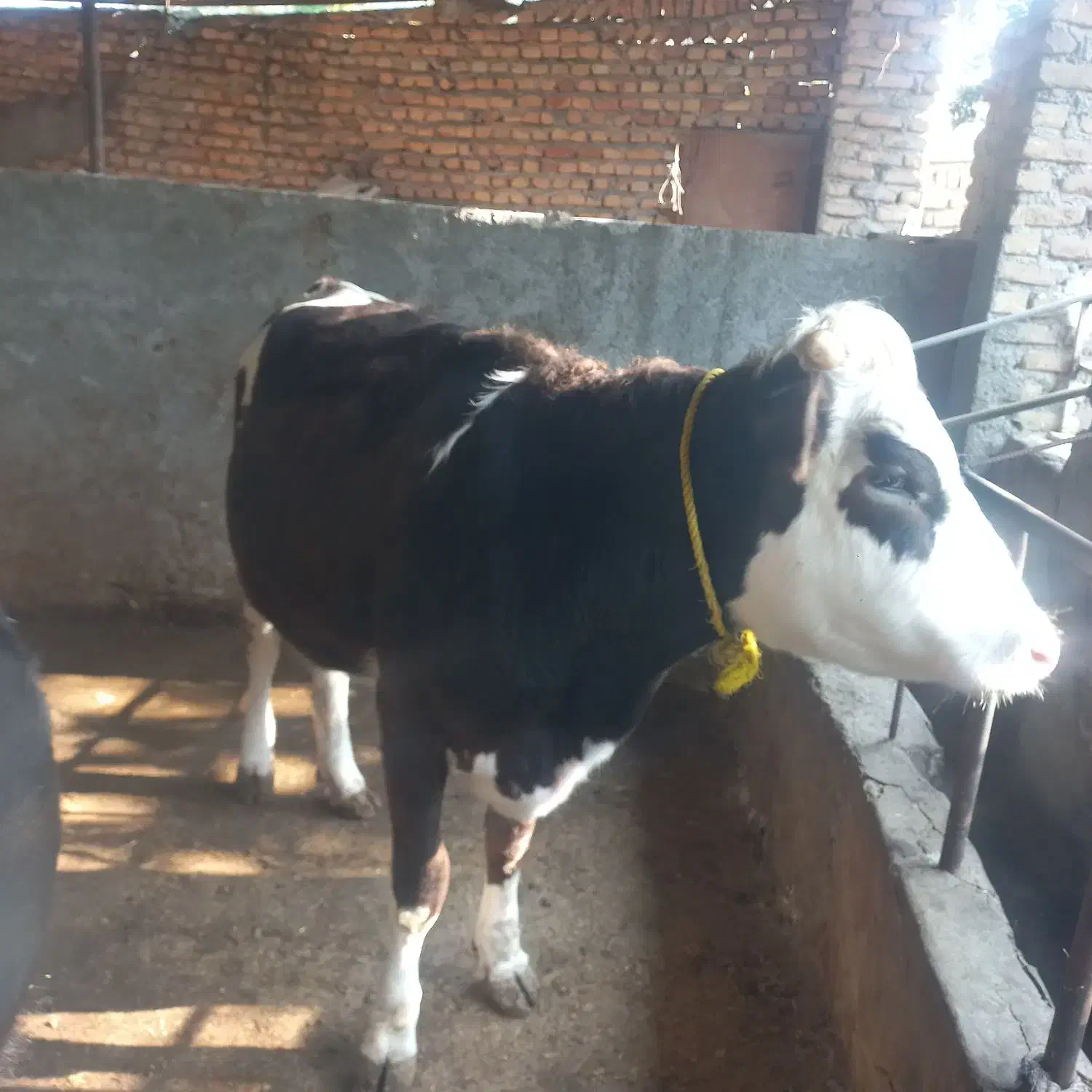 تلیسه دو عدد آبست با یه گوساله|حیوانات مزرعه|بندر گز, |دیوار
