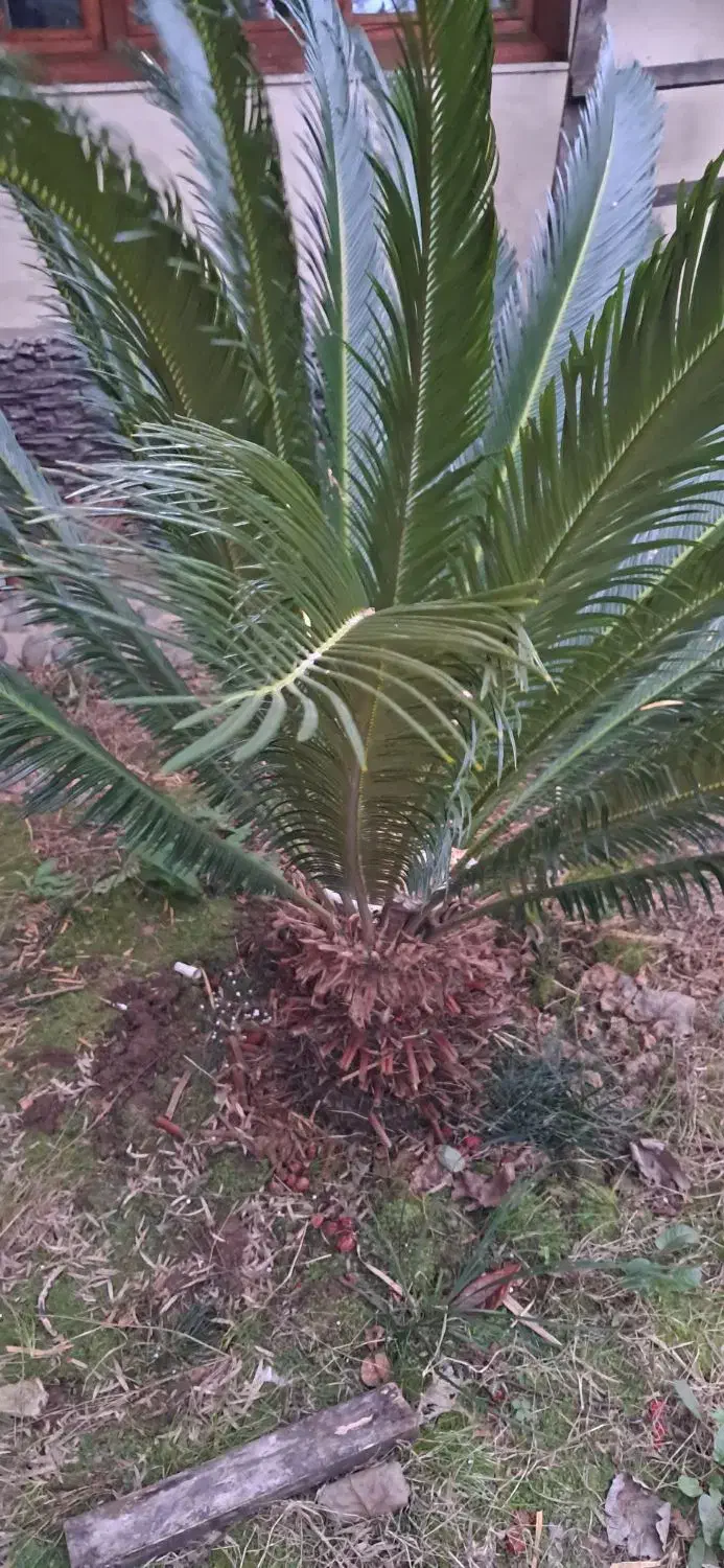 گل سیکاس|گل و گیاه طبیعی|رشت, اسماعیل آباد|دیوار