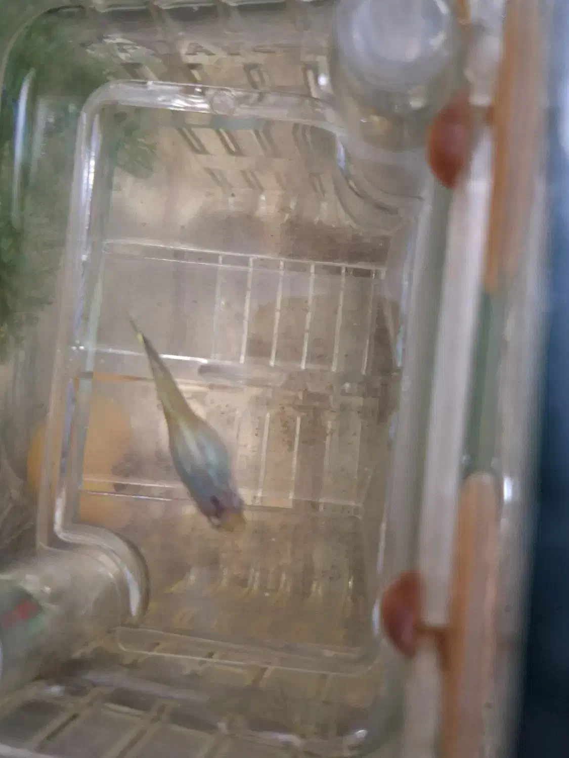 ماهی|ماهی|دزفول, |دیوار