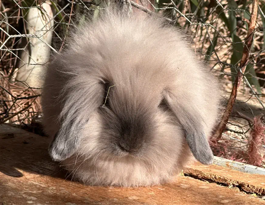 خرگوش لوپ نر|موش و خرگوش|پیشوا, |دیوار