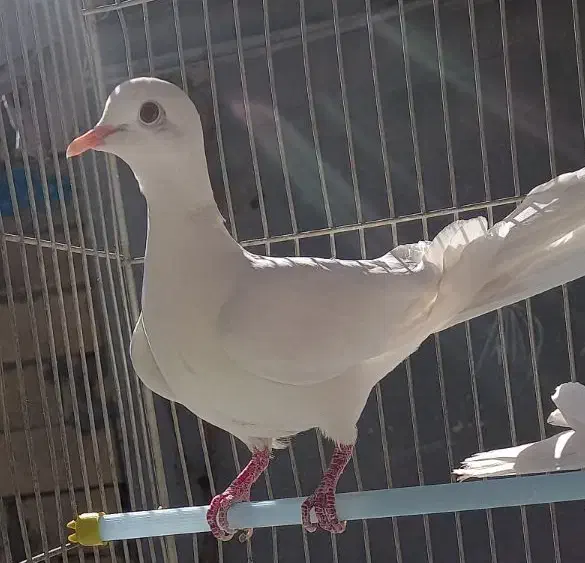 پرنده زینتی|پرنده|شهرکرد, |دیوار