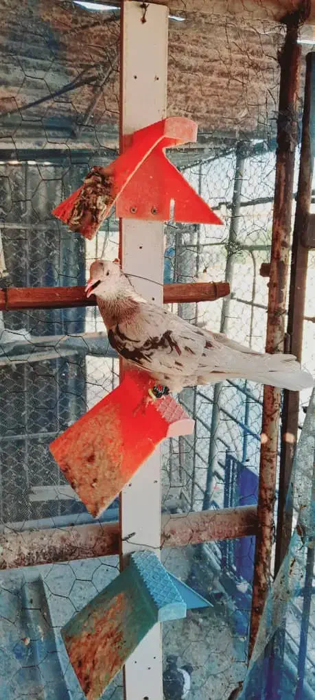 کوهی دمسفید کرم|پرنده|حمیدیه, |دیوار