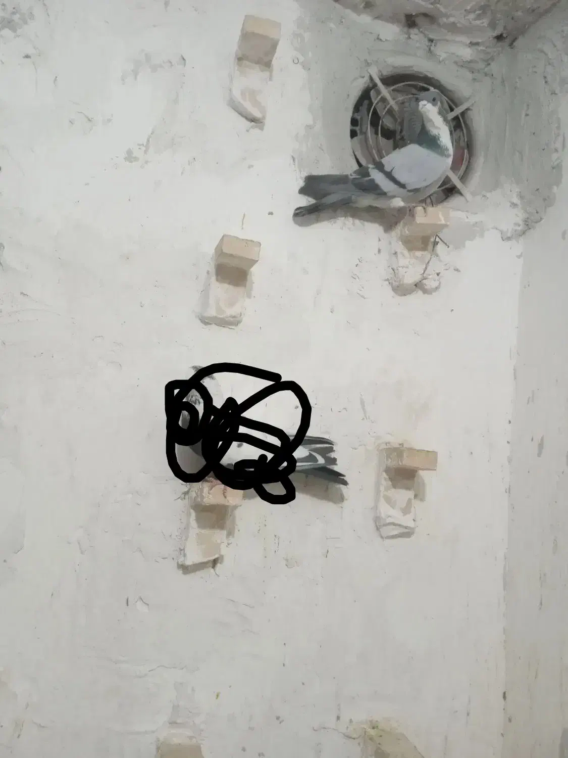 نر تبعیدی خطری زرند|پرنده|کرمان, |دیوار