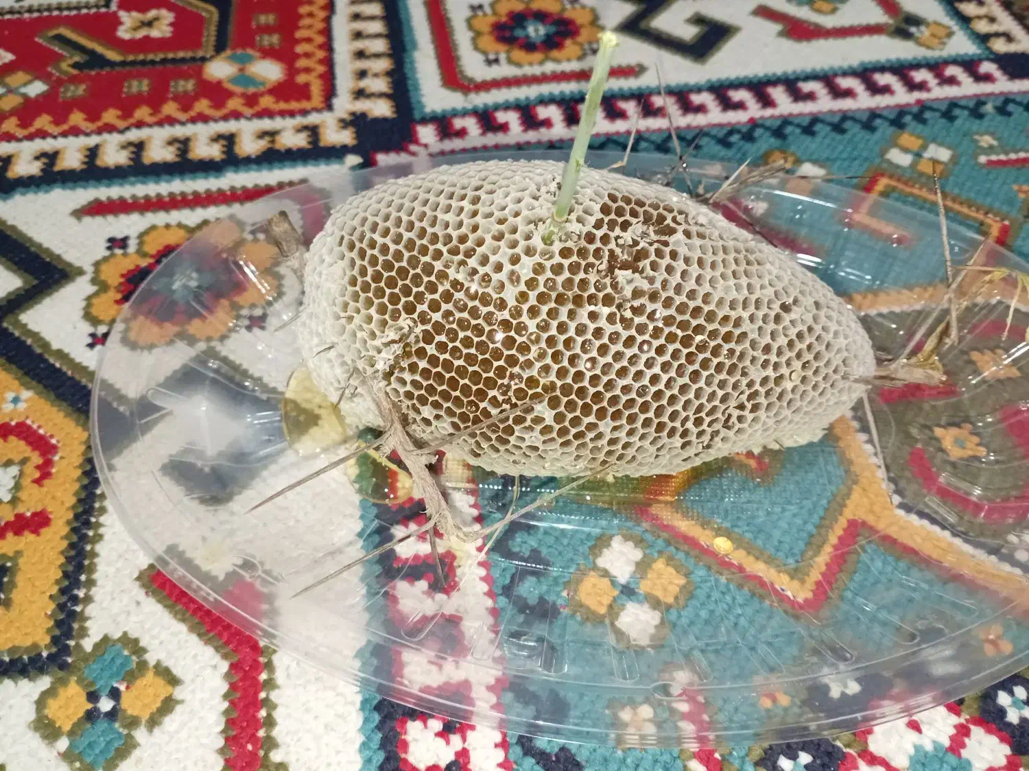 عسل کوهی درجه یک|خوردنی و آشامیدنی|جره و بالاده, |دیوار