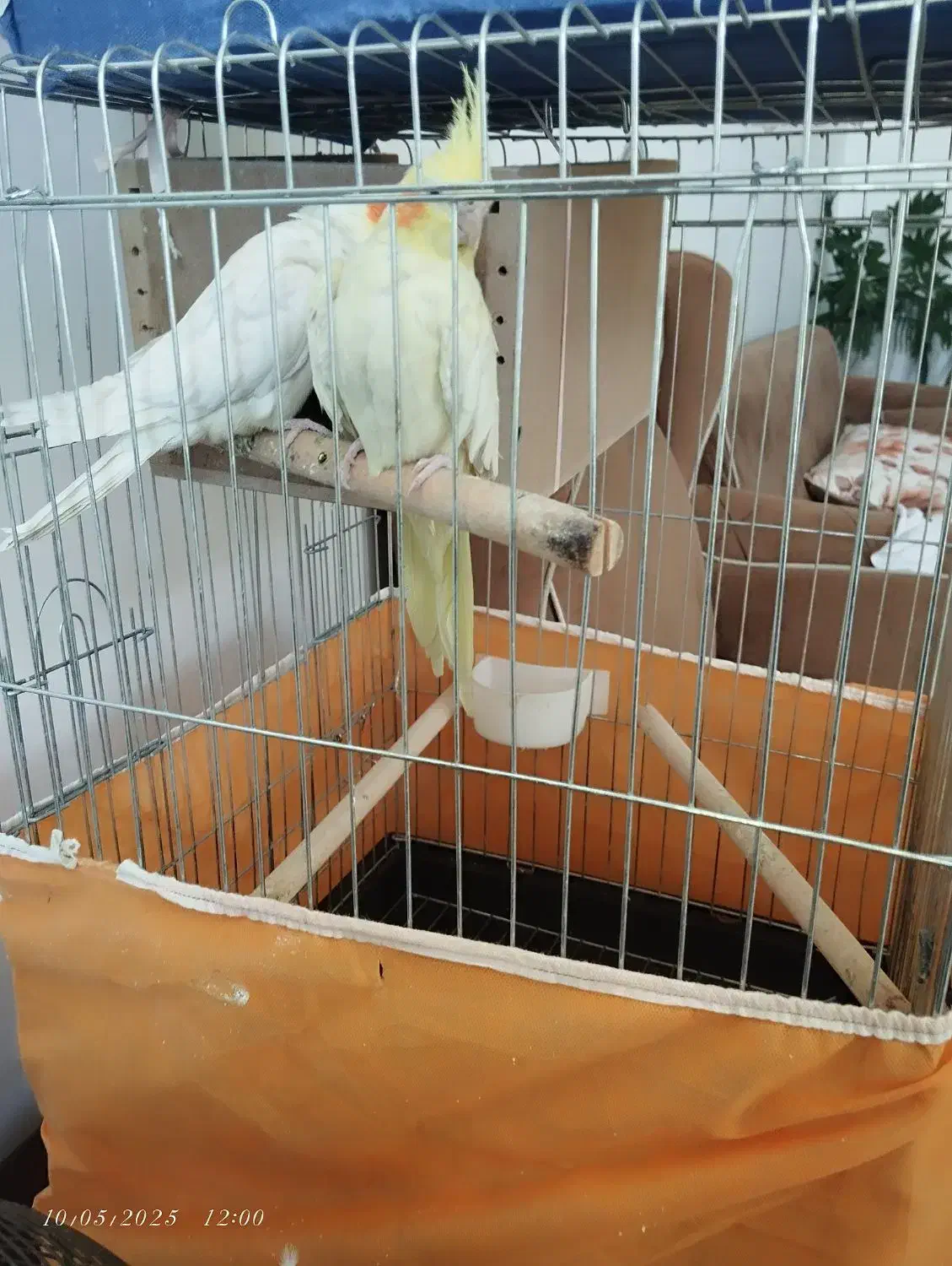 عروس هلندی|پرنده|شیراز, شهرک کوشکک|دیوار