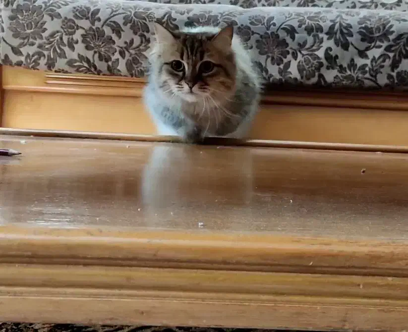 گربه خانگی|گربه|شاهین‌شهر, بنیاد ازدواج|دیوار