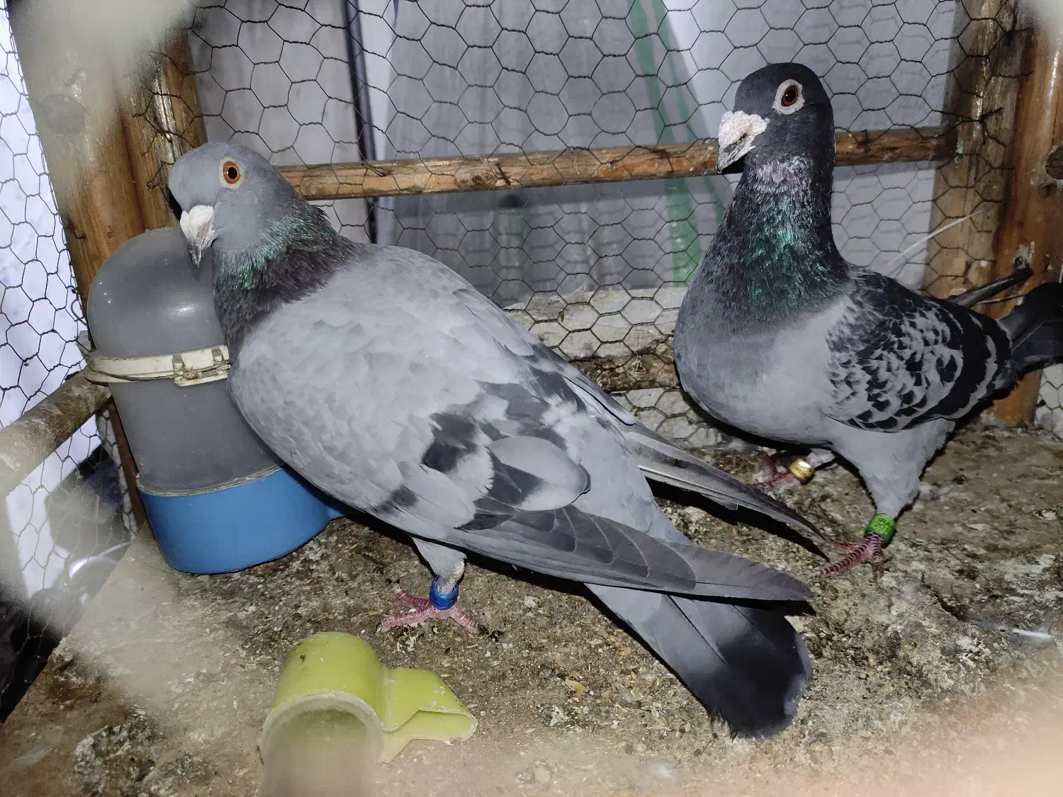 یک جفت پلاکی|پرنده|مینودشت, |دیوار