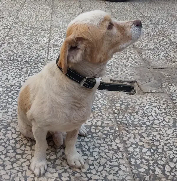 حیوانات خانگی|سگ|کاشان, شهرک انقلاب|دیوار