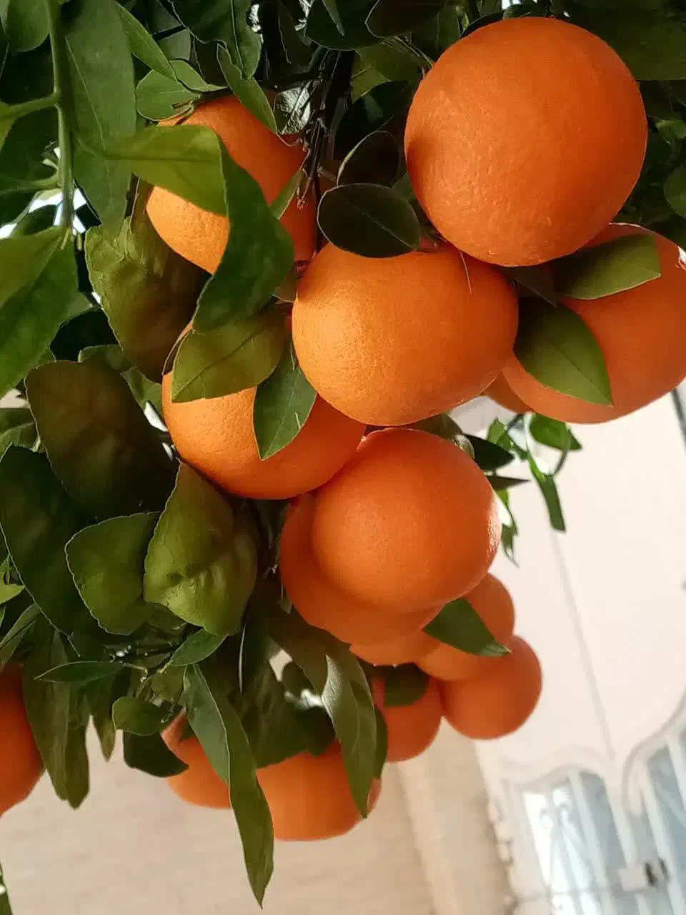 فروش خط تلفن ثابت|تلفن رومیزی|یزد, |دیوار