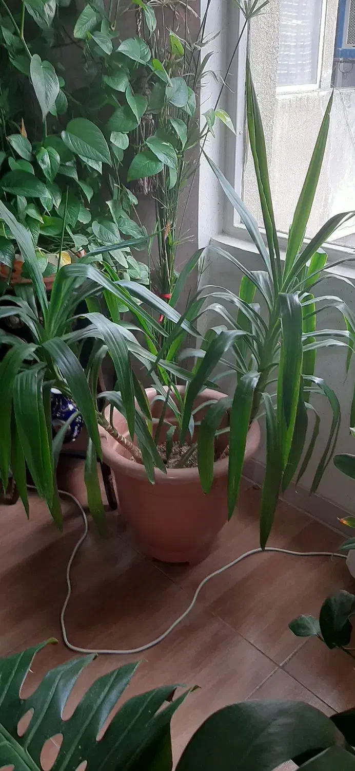 گل طبیعی|گل و گیاه طبیعی|تهران, قصر فیروزه ۲|دیوار