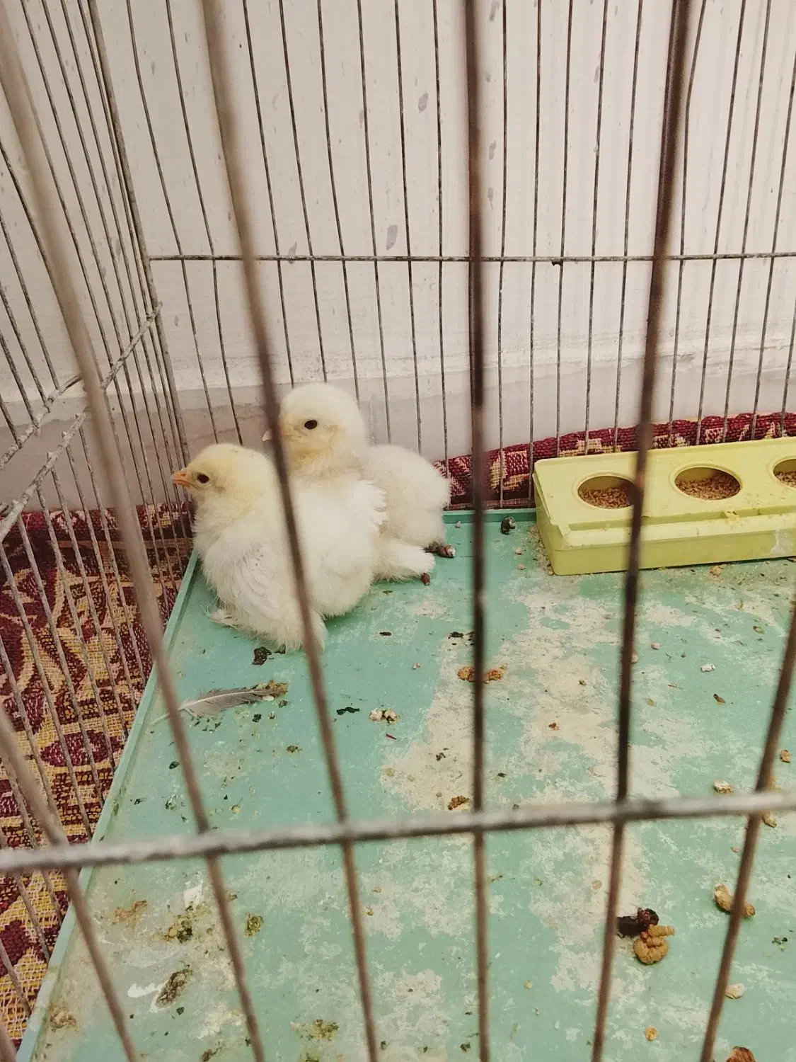 کوتوله و جوجه برهما قیمت توافقی|پرنده|خمینیشهر, |دیوار