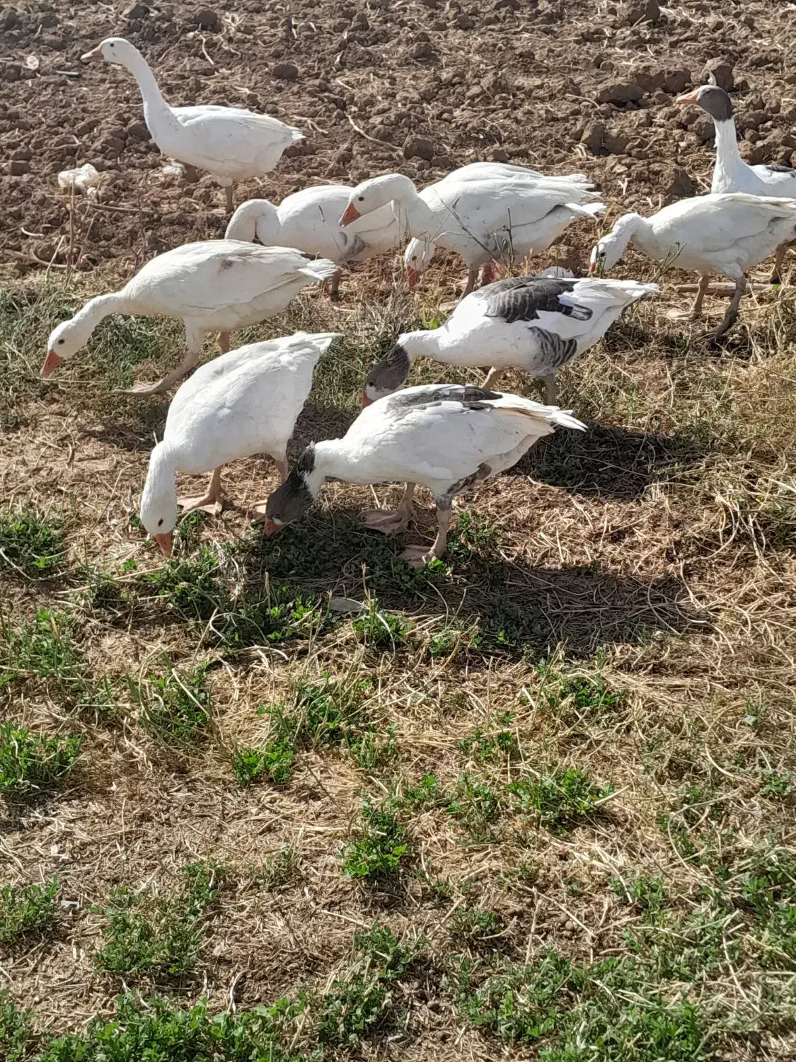 غاز|حیوانات مزرعه|شراء, |دیوار