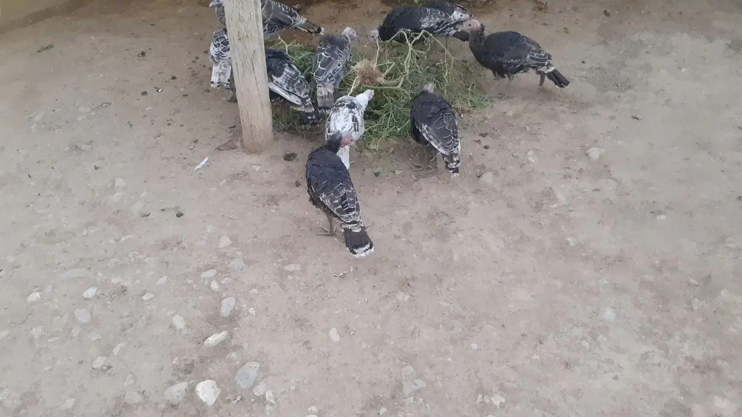 بوقلمون|حیوانات مزرعه|زاغه, |دیوار