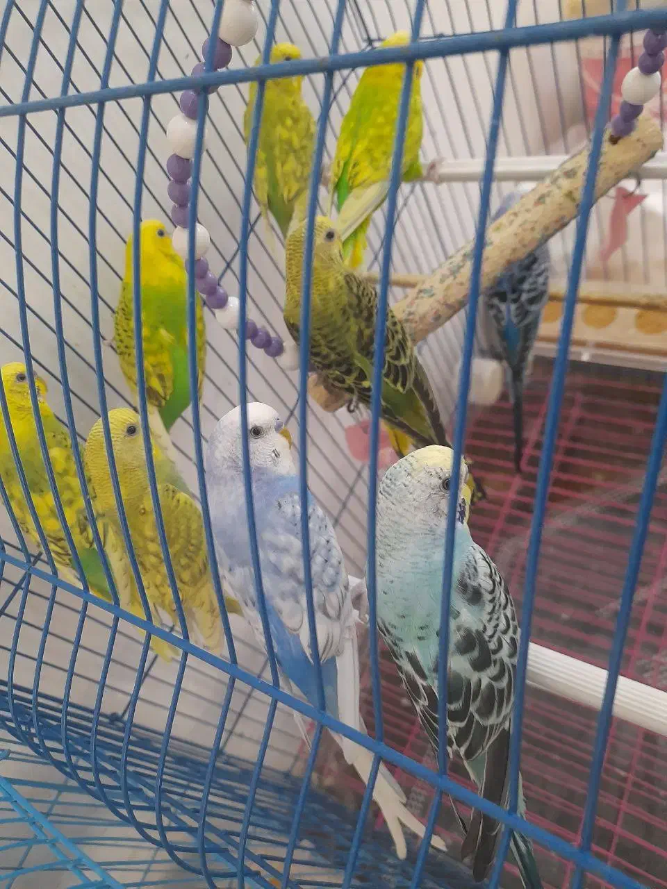 مرغ عشق|پرنده|سراب, |دیوار