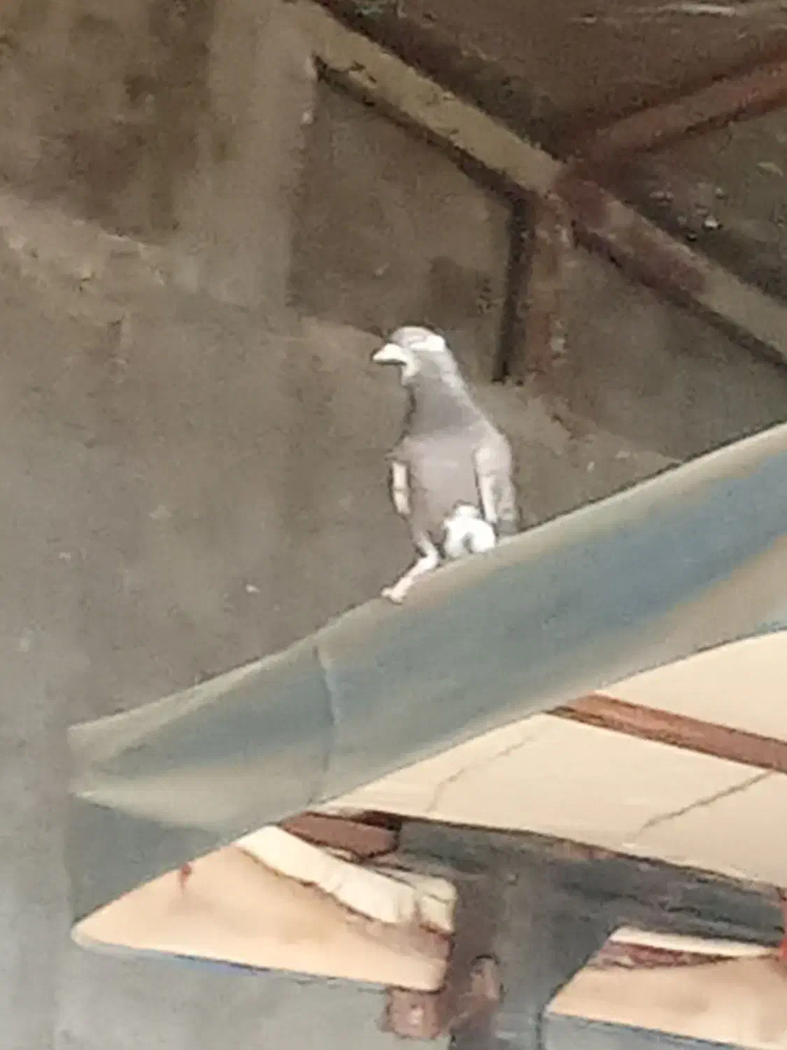 کبوتر پرشی ۱۶ عدد|پرنده|خنجین, |دیوار