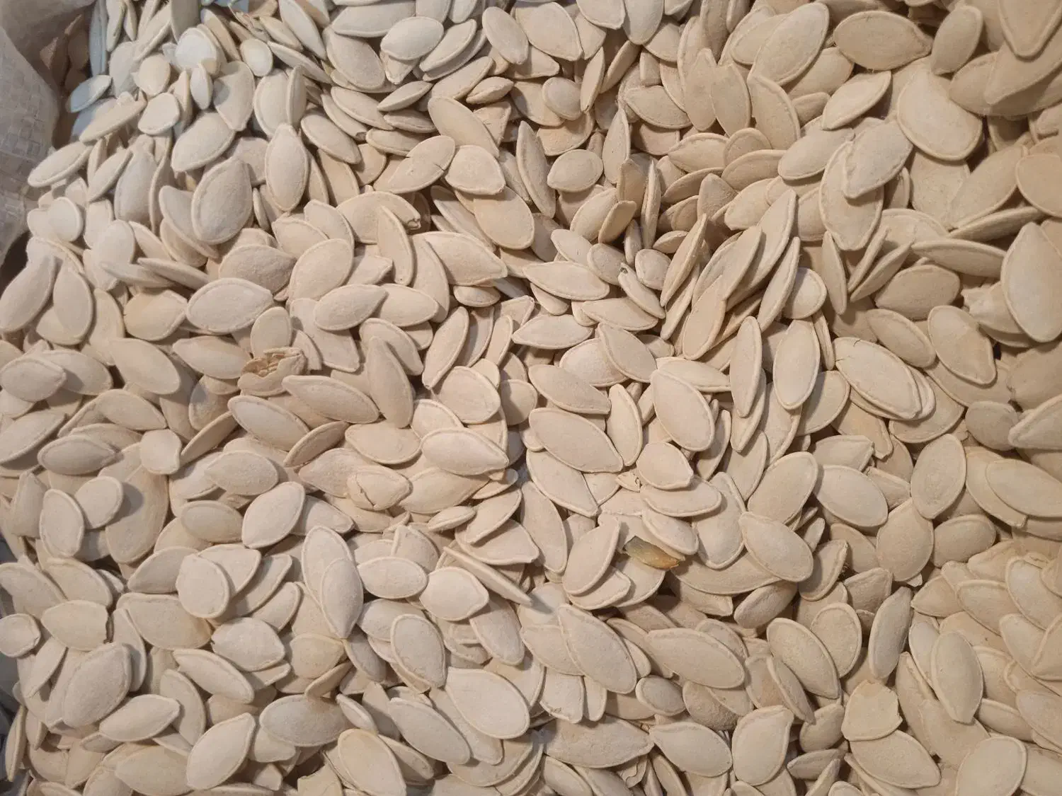 تخمه کدو،تخمه آفتاب و...|خوردنی و آشامیدنی|ری, علایین|دیوار