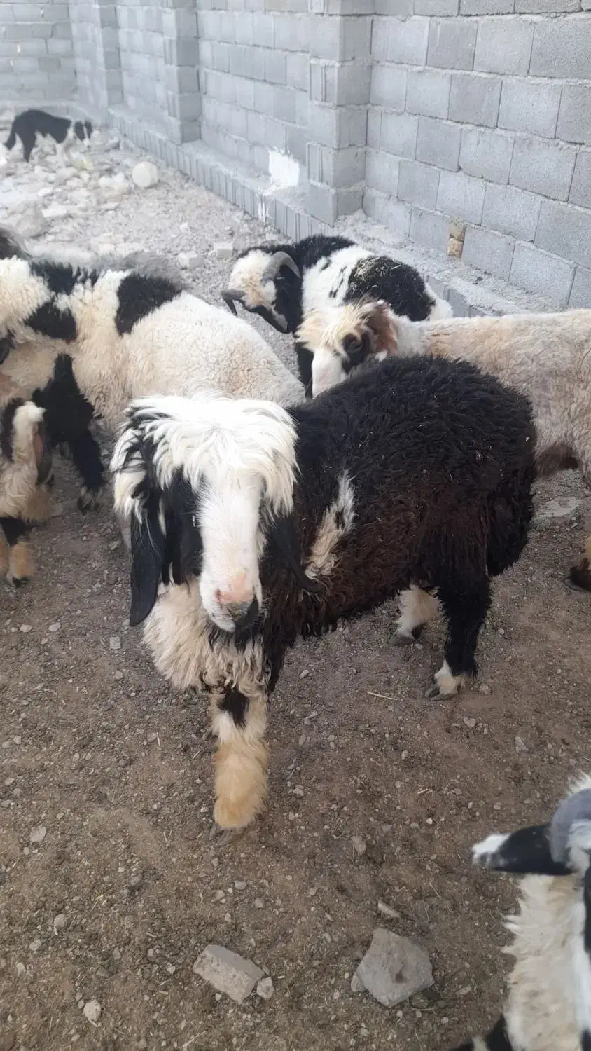 بره چاق|حیوانات مزرعه|مرودشت, شهرک مهدیه|دیوار