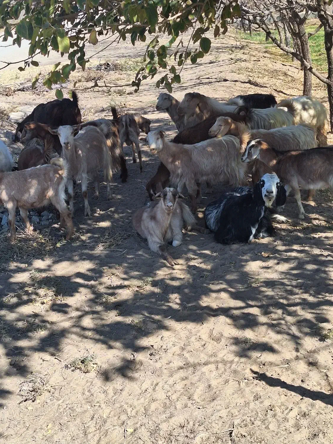 تعداد بز بزغاله فروشی|حیوانات مزرعه|خوسف, |دیوار