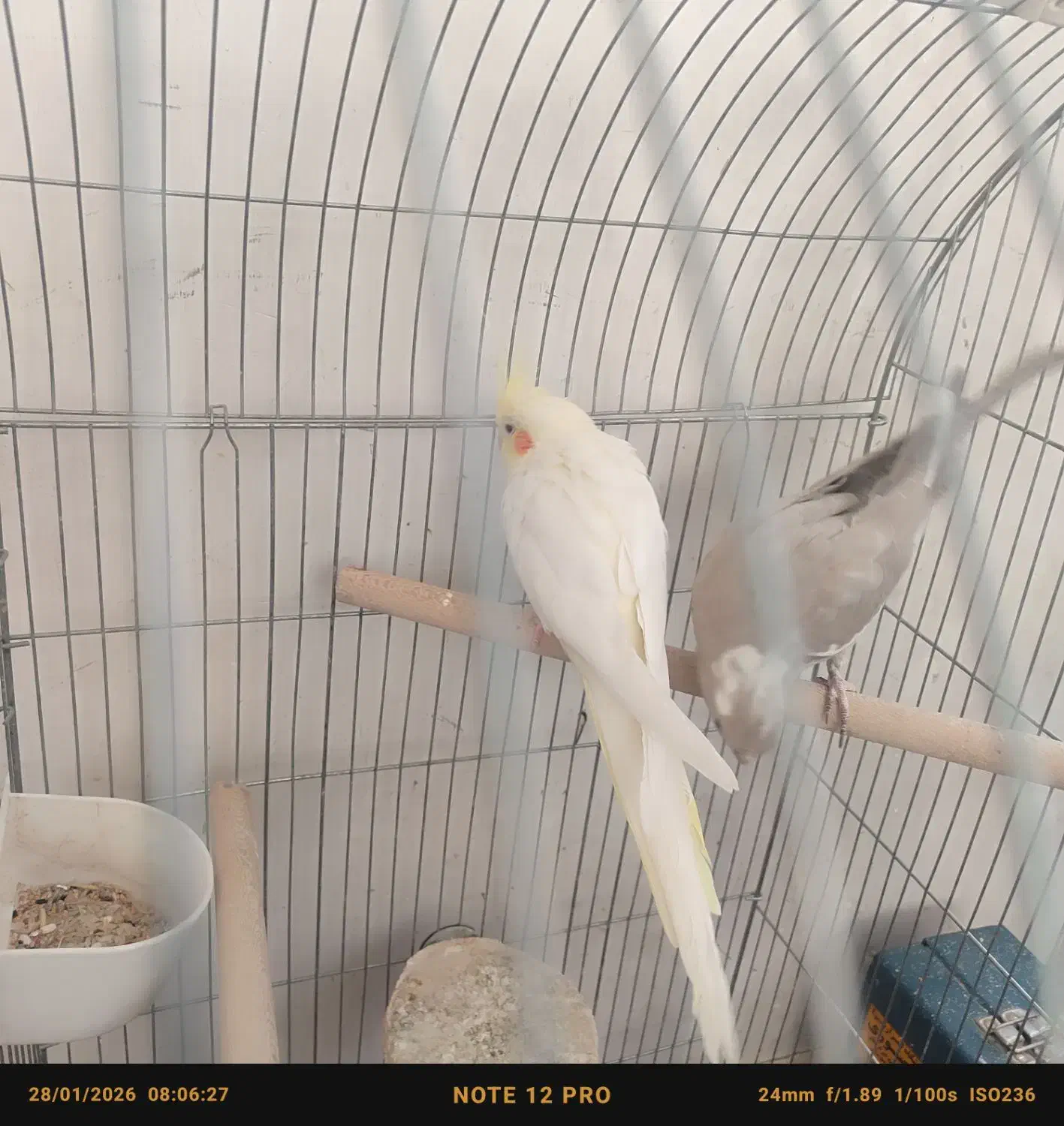 عروس هلندی|پرنده|دلیجان, |دیوار