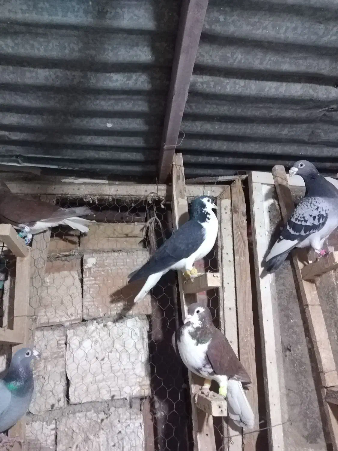 کبوتر المانی|پرنده|گرگان, |دیوار