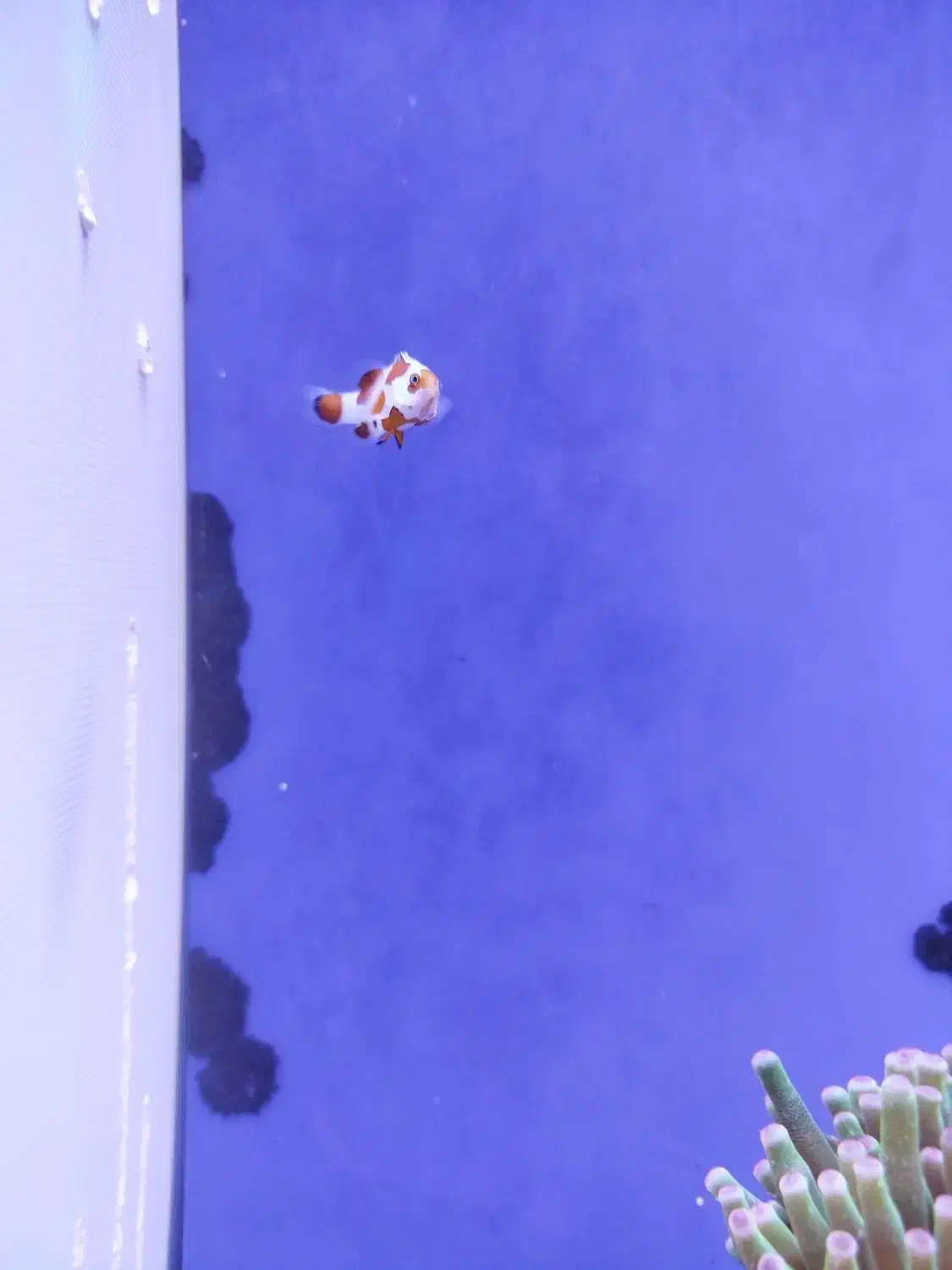 دلقک ماهی ابشور|ماهی|اسلام‌شهر, شهرک سعیدیه|دیوار