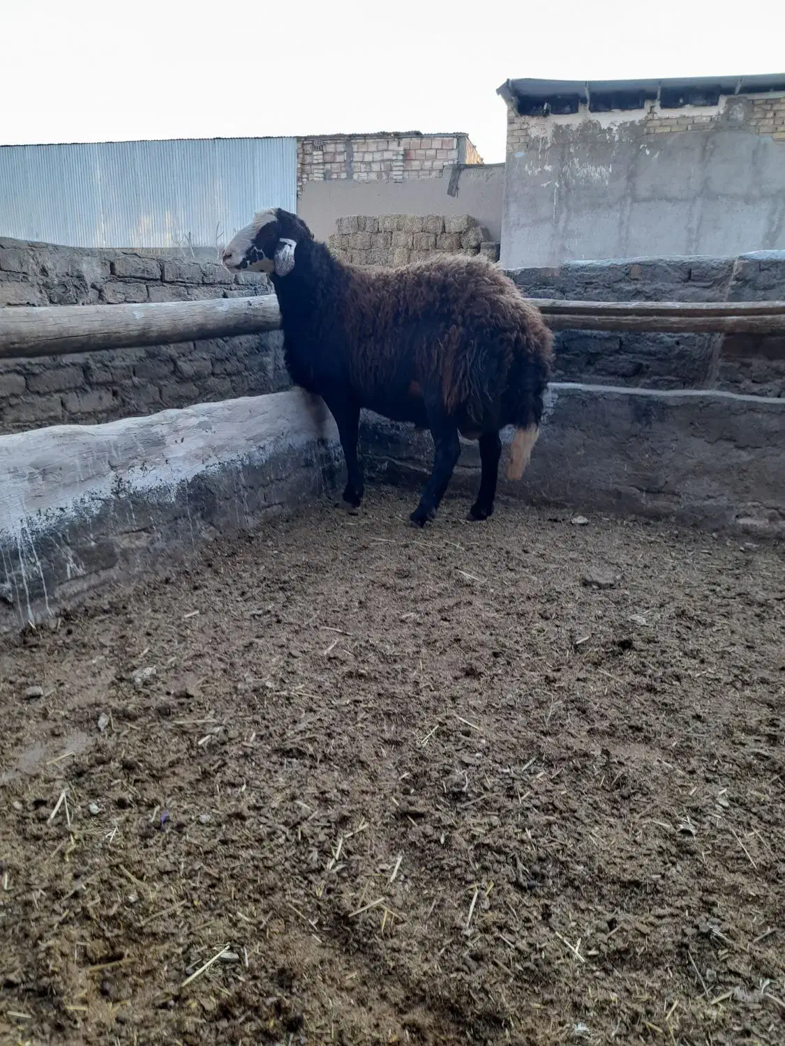 بره بذری تیزران وبزجوان|حیوانات مزرعه|نیشابور, ریوند|دیوار