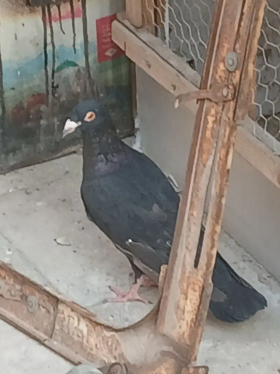 زاغ آلمانی گم شده|حیوانات|تهران, مشیریه|دیوار