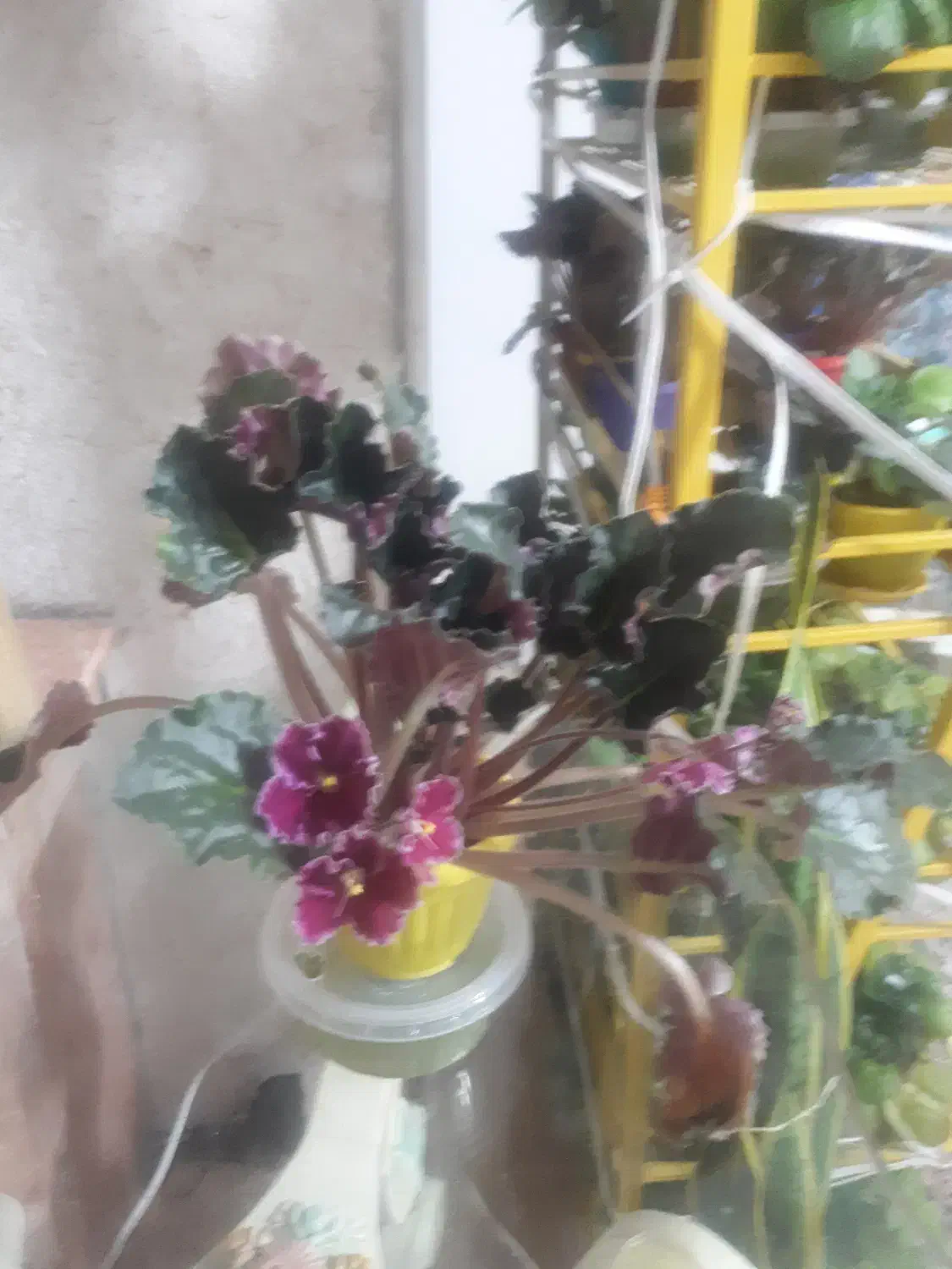 بنفشه آفریقایی|گل و گیاه طبیعی|شهریار, شهرک شاهد|دیوار