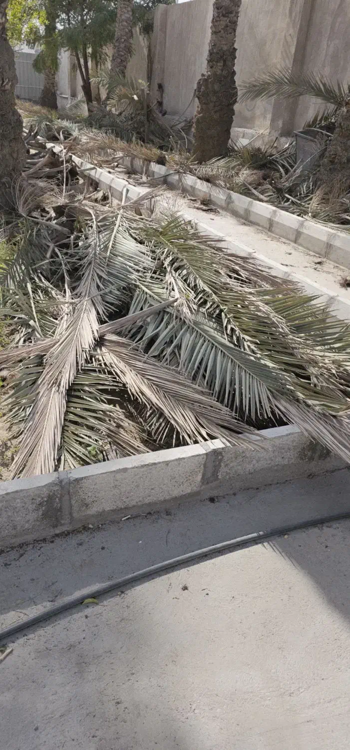 پیش نخل|خدمات باغبانی و درختکاری|بندرعباس, |دیوار