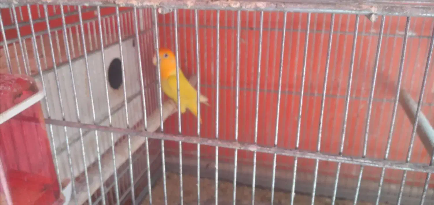 جوجه اوپال سرنارنجی|پرنده|بندرعباس, |دیوار