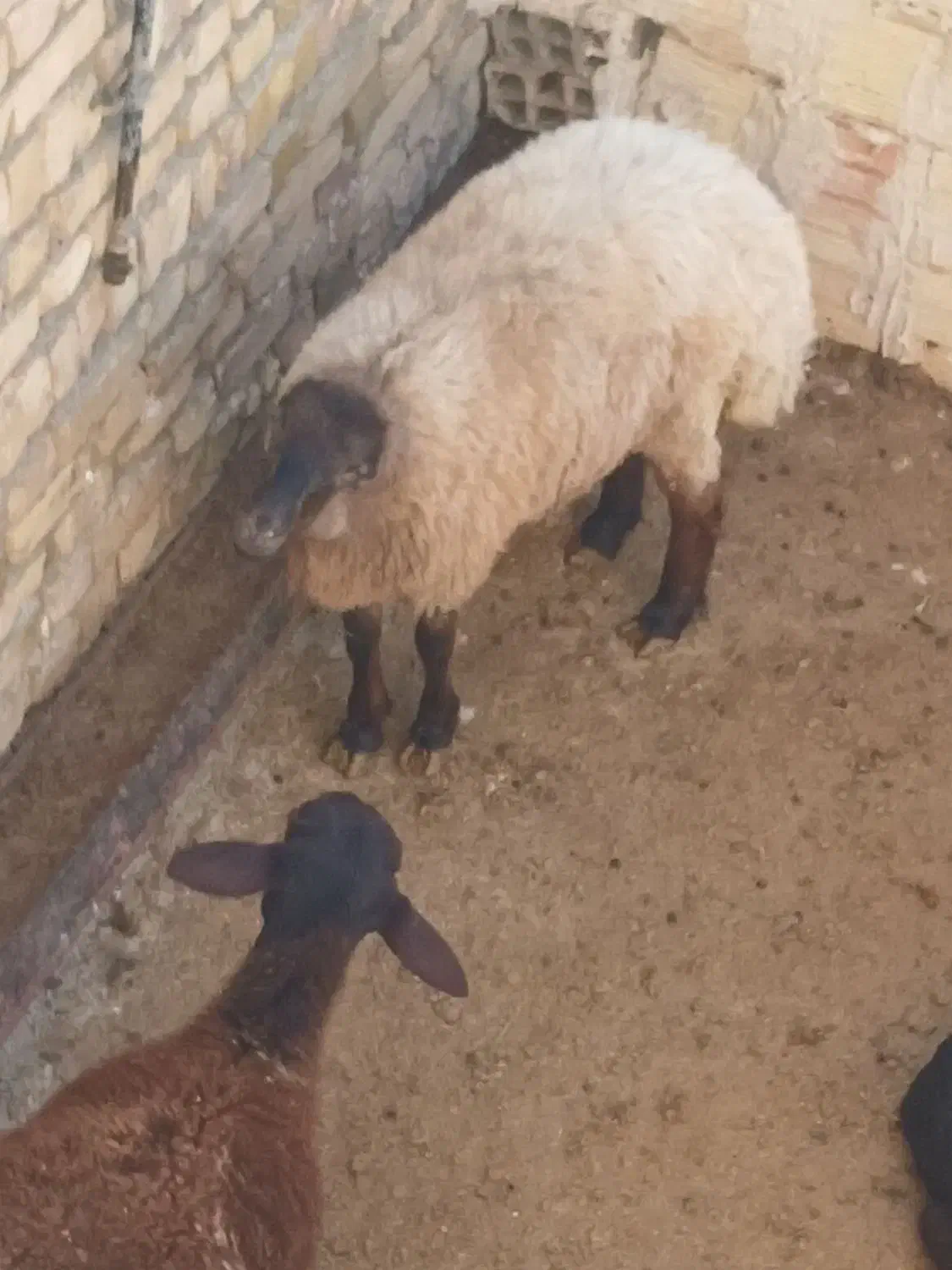 برده‌ماده‌آبستن|حیوانات مزرعه|بجنورد, |دیوار