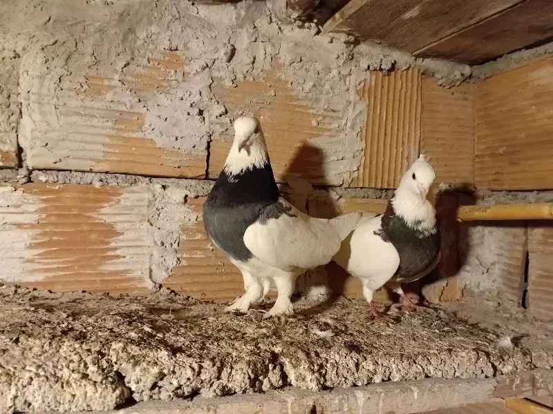 طوقی دورنگ|پرنده|گنبد کاووس, |دیوار