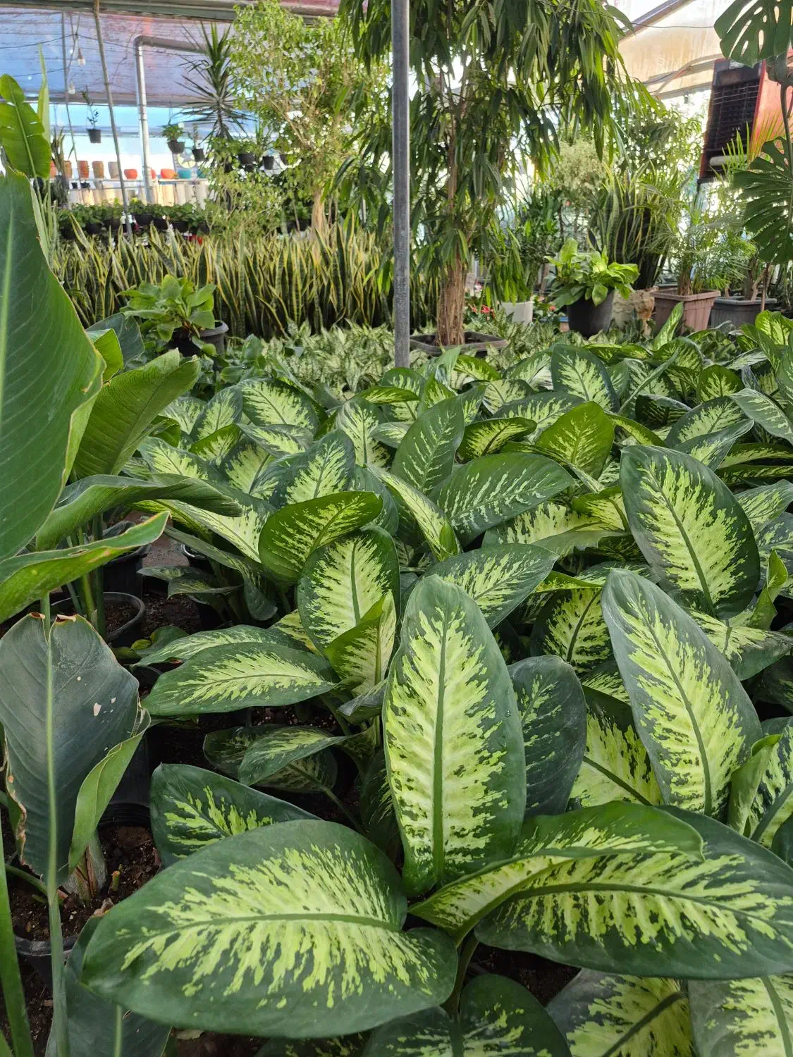 گل دیفن درگلخانه من زیر قیمت بازار|گل و گیاه طبیعی|بیرجند, |دیوار