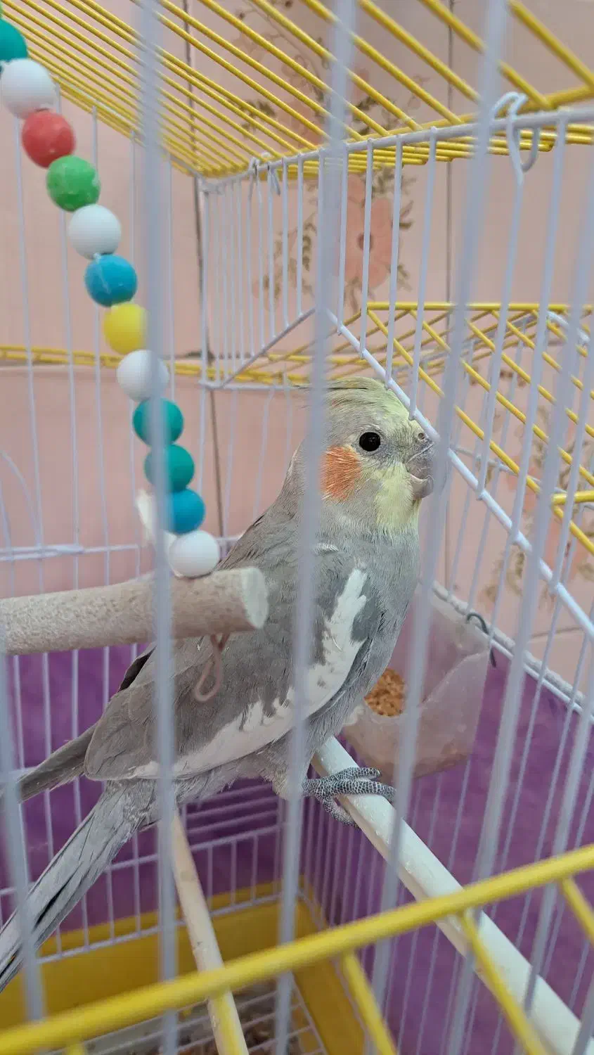 عروس هلندی با قفس|پرنده|میانه, |دیوار