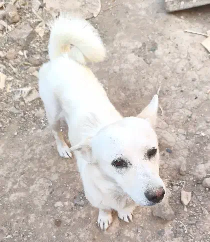 واگذاری سگ|سگ|زارچ, |دیوار