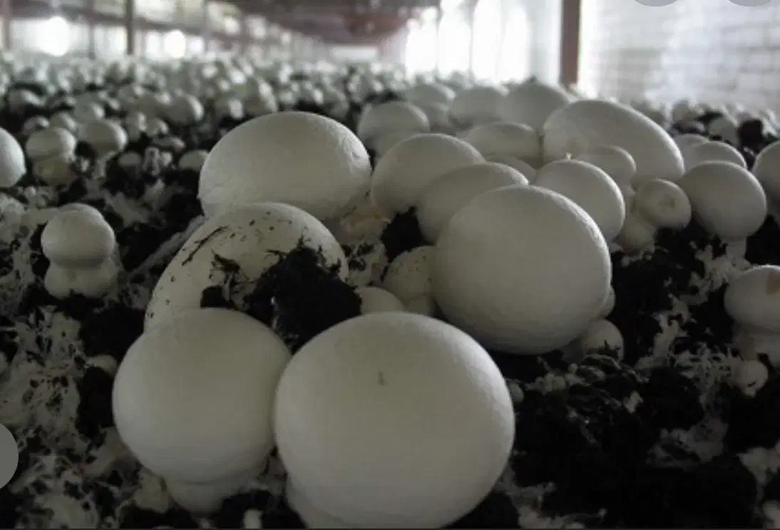 فروش عمده قارچ با کیفیت عالی تسویه بعد از مصرف|خوردنی و آشامیدنی|قم, یزدان‌شهر|دیوار