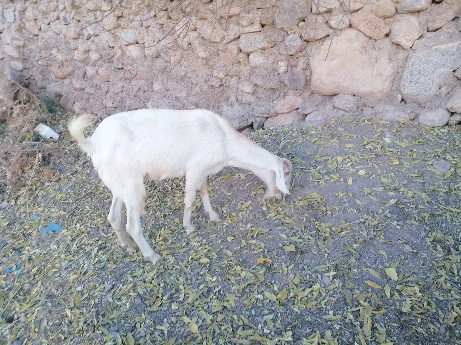 فروش یا معاوزه بز دورگ سانن|حیوانات مزرعه|تفت, |دیوار